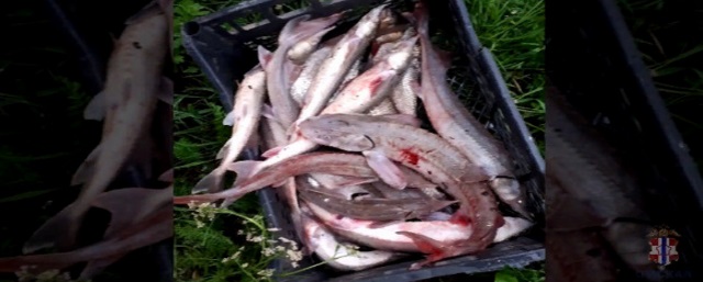 В Омской области рыбак-браконьер нанес ущерб экологии  почти на 700 тысяч рублей